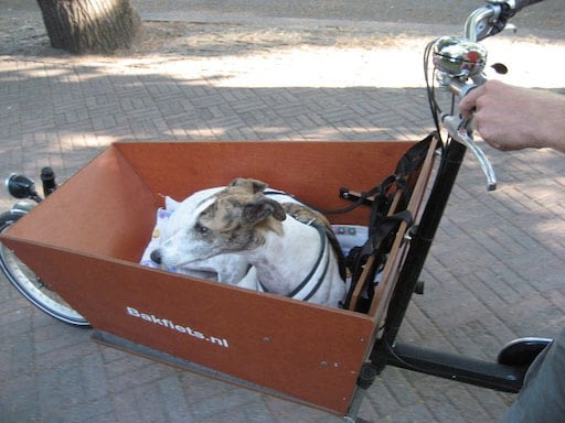 Hunden sover i lådcykeln Bakfiets.nl lång