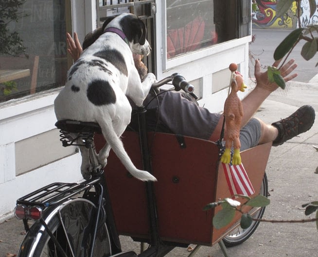 Hund kör man i lådcykel Bakfiets.nl